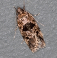 Barea melanodelta (A Barea Moth) at Melba, ACT - 10 Nov 2020 by Bron