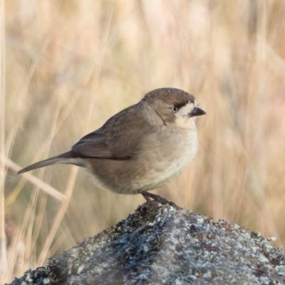 Aphelocephala leucopsis (Southern Whiteface) at Tuggeranong DC, ACT - 31 May 2021 by patrickcox