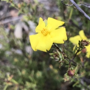 Hibbertia calycina at Bruce Ridge to Gossan Hill - 31 May 2021