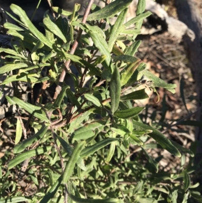 Billardiera scandens (Hairy Apple Berry) at Bruce, ACT - 31 May 2021 by rainer