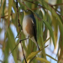 Zosterops lateralis (Silvereye) at South Albury, NSW - 31 May 2021 by PaulF