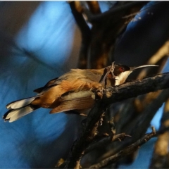 Acanthorhynchus tenuirostris (Eastern Spinebill) at Hughes, ACT - 31 May 2021 by Ct1000