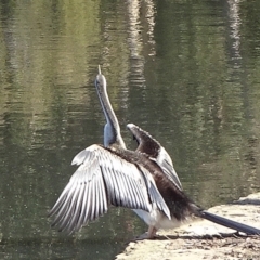 Anhinga novaehollandiae (Australasian Darter) at Parkes, ACT - 9 May 2021 by JanetRussell