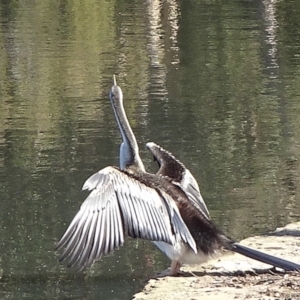 Anhinga novaehollandiae at Parkes, ACT - 9 May 2021 12:15 PM