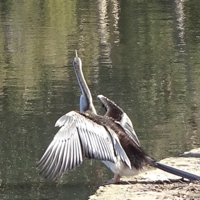 Anhinga novaehollandiae (Australasian Darter) at Mount Ainslie to Black Mountain - 9 May 2021 by JanetRussell