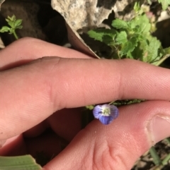 Veronica persica (Creeping Speedwell) at Hughes, ACT - 23 May 2021 by Tapirlord