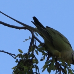 Psittacula krameri (Rose-ringed Parakeet) at Narrabundah, ACT - 31 May 2021 by RobParnell