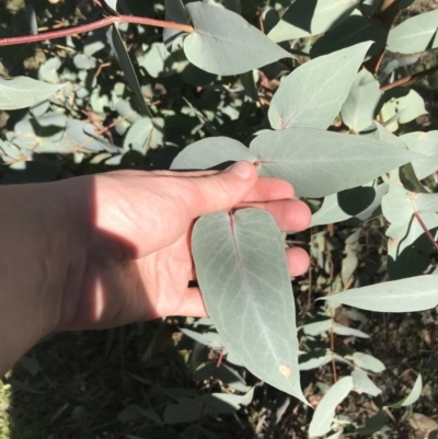 Eucalyptus dives (Broad-leaved Peppermint) at Hughes, ACT - 23 May 2021 by Tapirlord