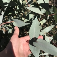 Eucalyptus dives at Hughes, ACT - 23 May 2021 11:57 AM