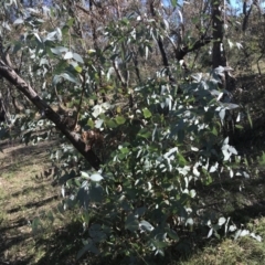 Eucalyptus dives at Hughes, ACT - 23 May 2021 11:57 AM