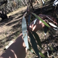 Eucalyptus dives at Hughes, ACT - 23 May 2021 11:57 AM