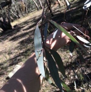 Eucalyptus dives at Hughes, ACT - 23 May 2021 11:57 AM