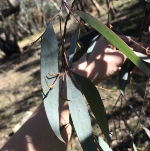 Eucalyptus dives at Hughes, ACT - 23 May 2021 11:57 AM