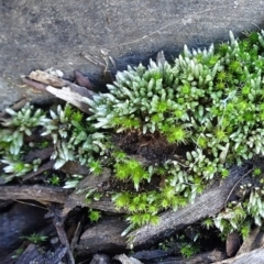 Bryum argenteum (Moss) at Commonwealth & Kings Parks - 9 May 2021 by JanetRussell