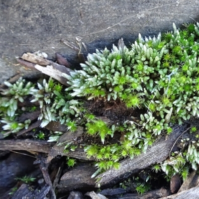 Bryum argenteum (Moss) at Parkes, ACT - 9 May 2021 by JanetRussell