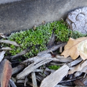 Bryum argenteum at Parkes, ACT - 9 May 2021 02:01 PM