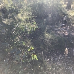 Clematis leptophylla at Hughes, ACT - 23 May 2021