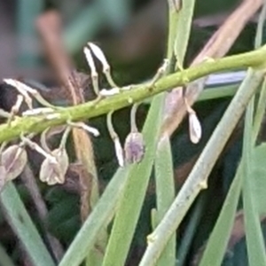 Lepidium africanum at Watson, ACT - 31 May 2021 11:53 AM