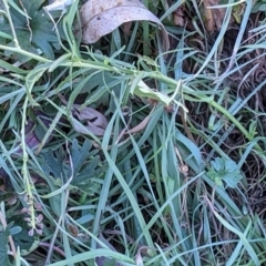 Lepidium africanum at Watson, ACT - 31 May 2021 11:53 AM