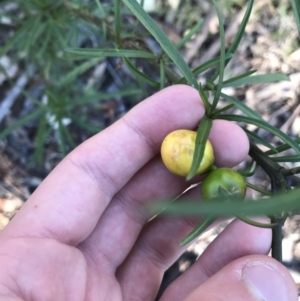 Solanum linearifolium at Hughes, ACT - 23 May 2021