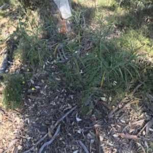 Solanum linearifolium at Hughes, ACT - 23 May 2021