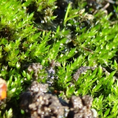 Bryaceae (family) (A moss) at Mount Ainslie to Black Mountain - 9 May 2021 by JanetRussell