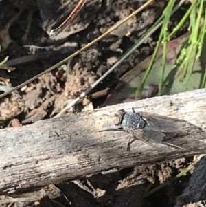 Calliphora sp. (genus) at Hughes, ACT - 23 May 2021