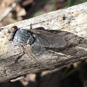 Calliphora sp. (genus) at Hughes, ACT - 23 May 2021