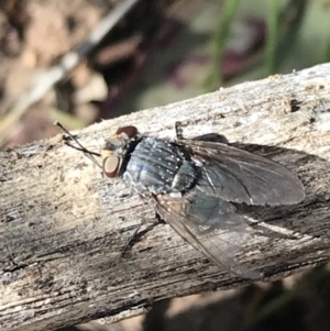 Calliphora sp. (genus) at Hughes, ACT - 23 May 2021