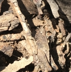 Acrididae sp. (family) at Hughes, ACT - 23 May 2021 12:04 PM