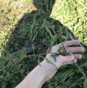 Rumex brownii at Hughes, ACT - 23 May 2021