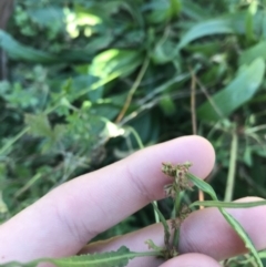 Rumex brownii at Hughes, ACT - 23 May 2021