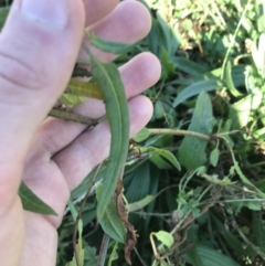 Rumex brownii at Hughes, ACT - 23 May 2021