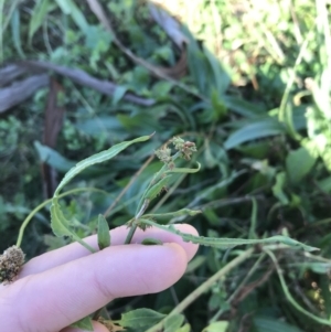 Rumex brownii at Hughes, ACT - 23 May 2021