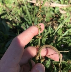 Rumex brownii at Hughes, ACT - 23 May 2021