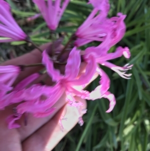 Nerine bowdenii at Hughes, ACT - 23 May 2021 12:26 PM