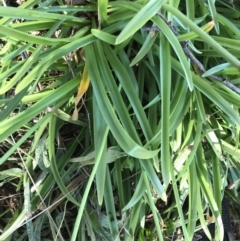 Nerine bowdenii at Hughes, ACT - 23 May 2021 12:26 PM