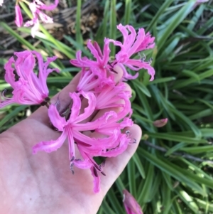 Nerine bowdenii at Hughes, ACT - 23 May 2021