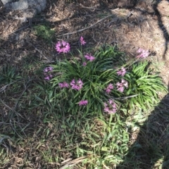 Nerine bowdenii at Hughes, ACT - 23 May 2021