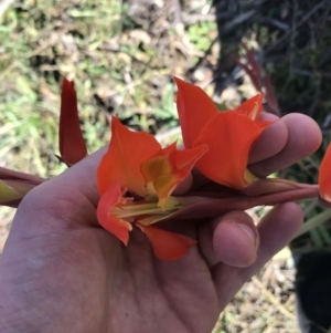 Gladiolus dalenii at Hughes, ACT - 23 May 2021