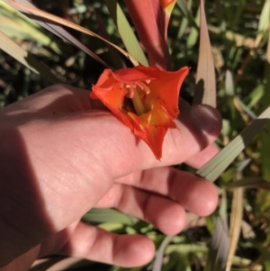 Gladiolus dalenii at Hughes, ACT - 23 May 2021