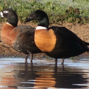 Tadorna tadornoides at Bungendore, NSW - 23 May 2021 08:13 AM