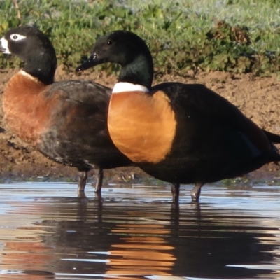 Tadorna tadornoides (Australian Shelduck) at Bungendore, NSW - 22 May 2021 by RobParnell