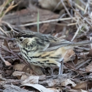 Pyrrholaemus sagittatus at Holt, ACT - 31 May 2021