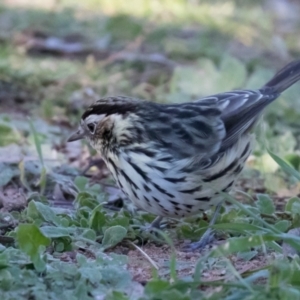 Pyrrholaemus sagittatus at Holt, ACT - 31 May 2021