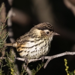 Pyrrholaemus sagittatus at Holt, ACT - 31 May 2021