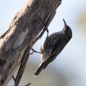 Cormobates leucophaea at Holt, ACT - 31 May 2021