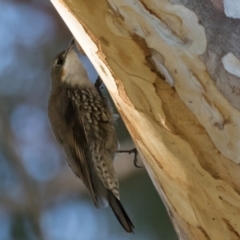 Cormobates leucophaea at Holt, ACT - 31 May 2021