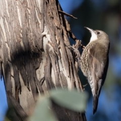 Cormobates leucophaea at Holt, ACT - 31 May 2021