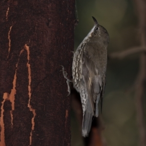 Cormobates leucophaea at Holt, ACT - 31 May 2021